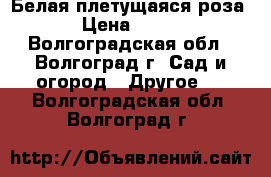 Белая плетущаяся роза › Цена ­ 300 - Волгоградская обл., Волгоград г. Сад и огород » Другое   . Волгоградская обл.,Волгоград г.
